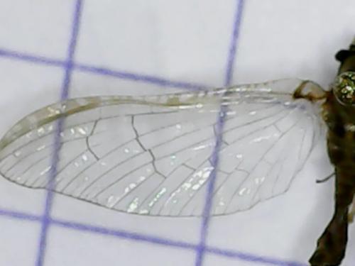 Cloeon dipterum